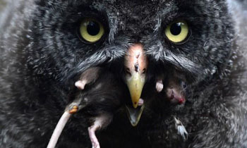 ชีววิทยานกฮูก(Barn Owl)กำจัดหนู 05